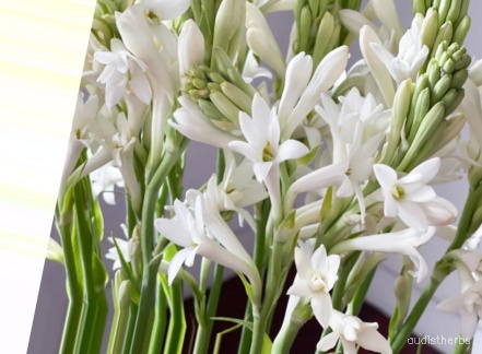 augmented_Polianthes tuberosa flower10_0_7027.jpeg